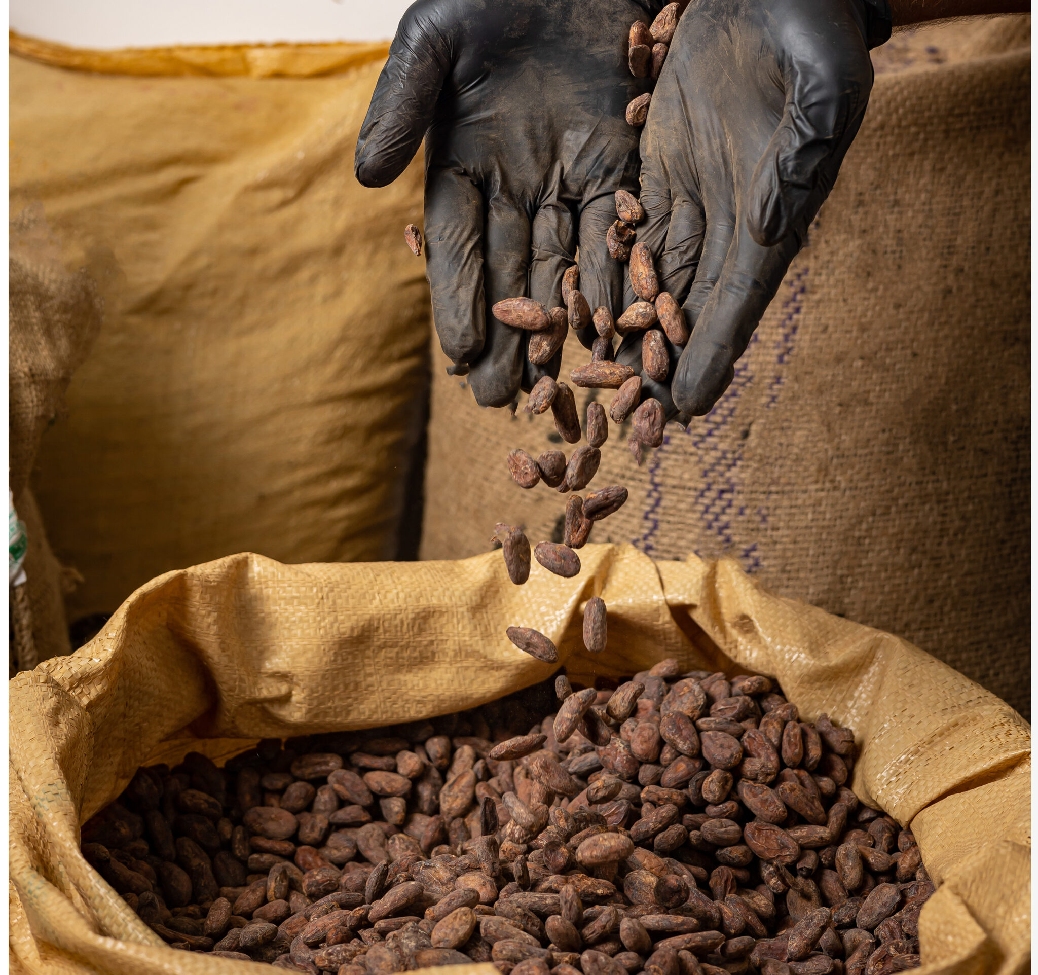 Home sfi agri commodities cocoa beans pored into a jute bag 2 2048x1923