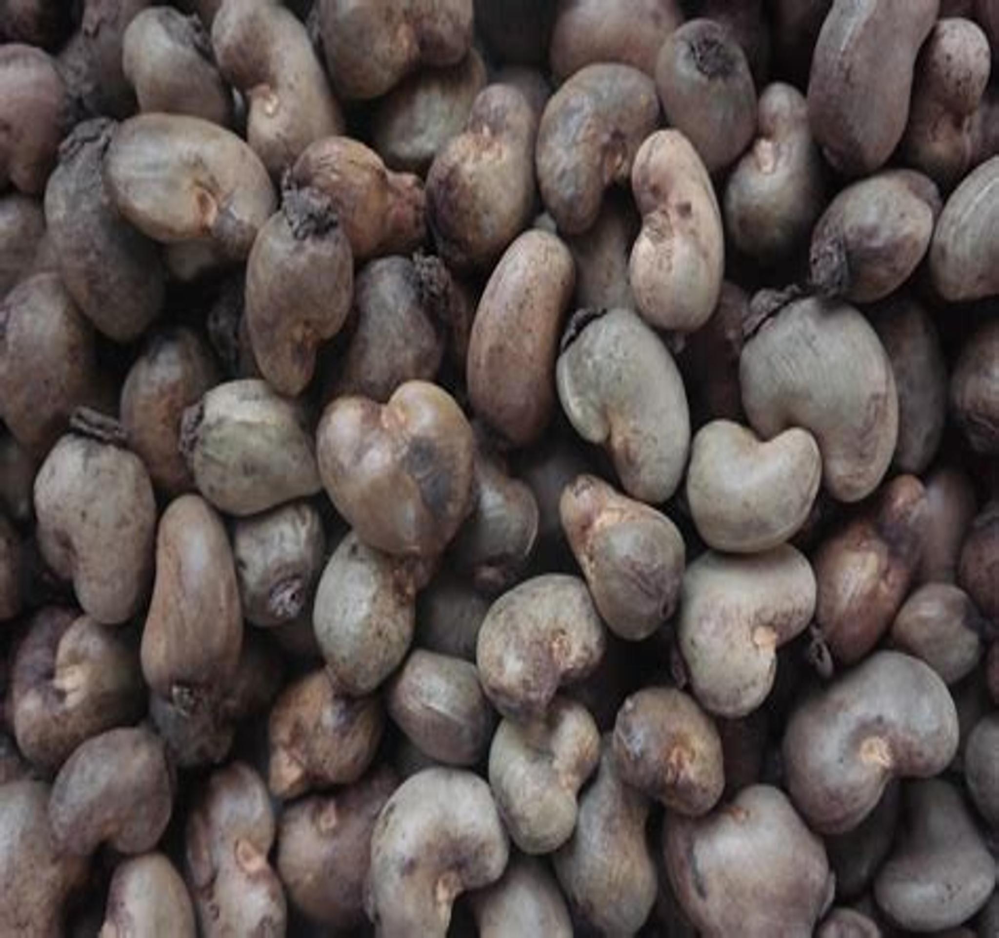Home resized cashew 2048x1923